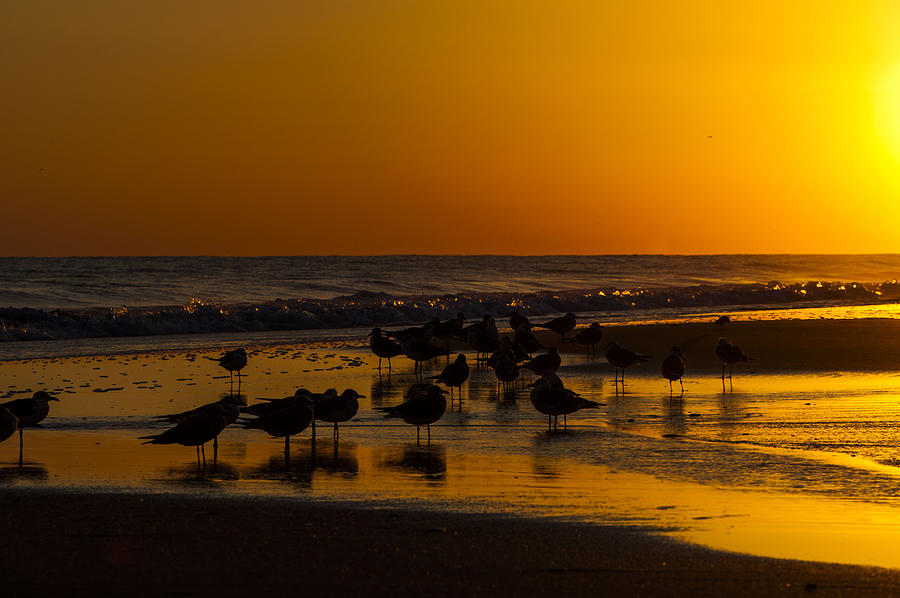 Seagulls At Sunset Photograph
