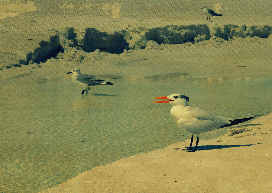 Seagulls At The Beach II Photograph