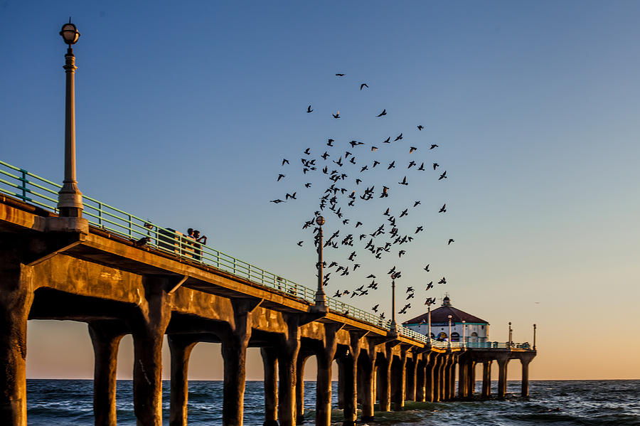 Seagulls at the Pier Photograph by April Reppucci