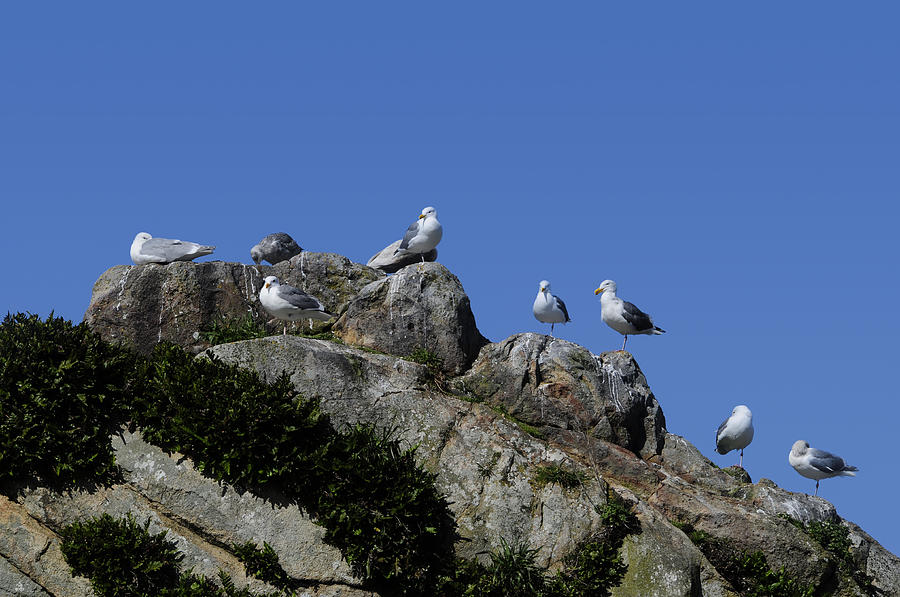Blue Photograph - Seagulls by Don and Bonnie Fink Blue Photograph - Seagulls by Don and Bonnie Fink