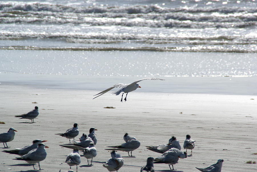Seagulls by the Seashore Photograph by Patricia Twardzik