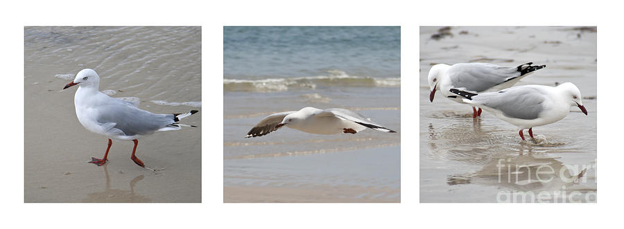 Seagulls Photograph by Carole Lloyd