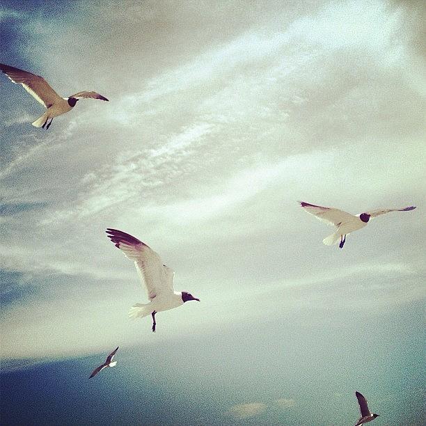 Bird Photograph - #seagulls #clouds #sky #cloudporn by A Loving
