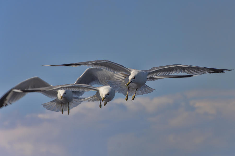 Seagulls Photograph by David Gleeson