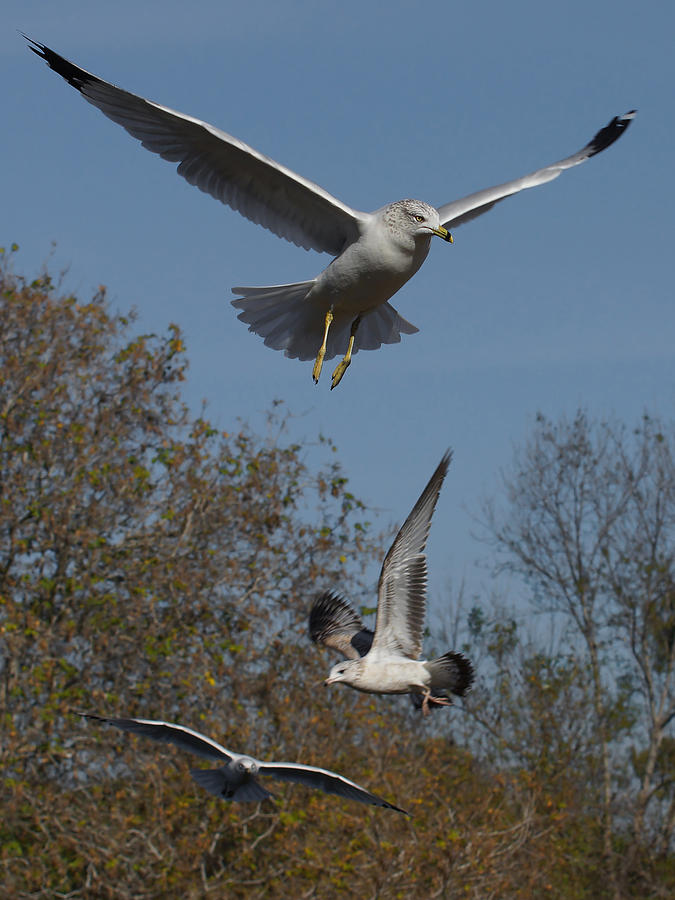 Seagulls Photograph by Ernest Echols