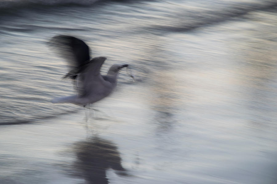 Seagull Photograph - Seagull Feasting by Robert VanDerWal