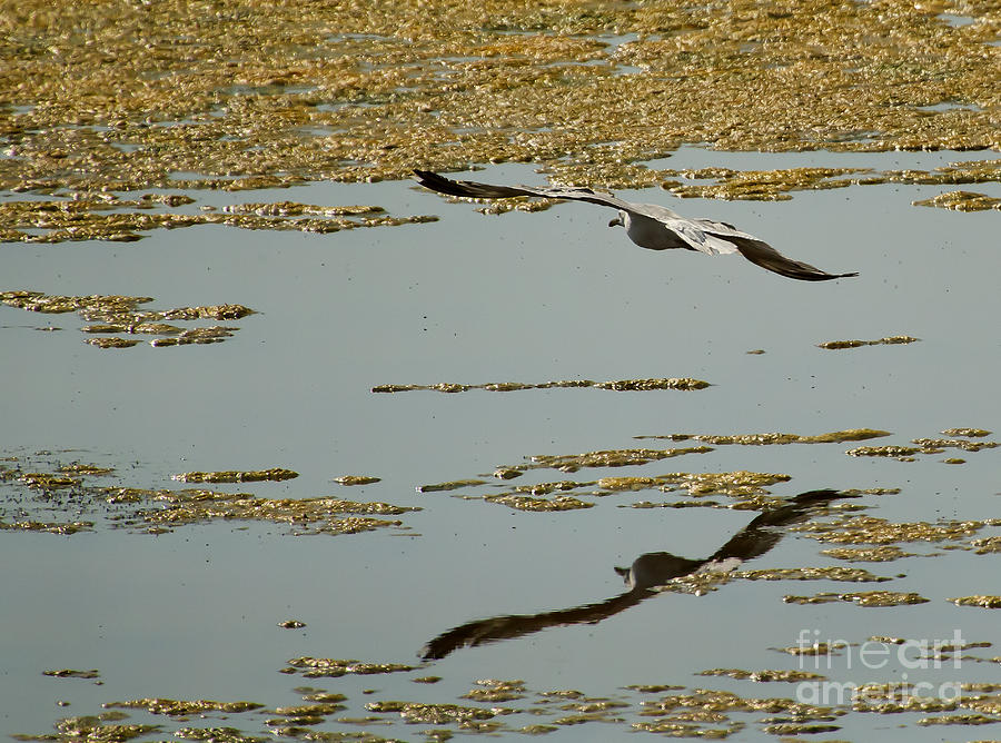 Seagulls Flight And Reflection  #0658 Photograph by J L Woody Wooden