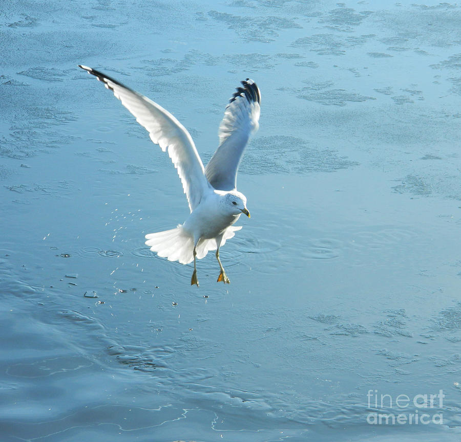 Seagulls Flight Out Of Icy Water Photograph by Emmy Vickers