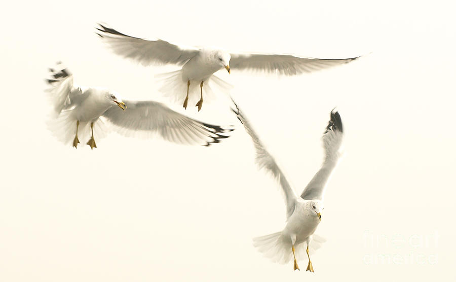 Seagulls Flight Photograph by Raymond Earley