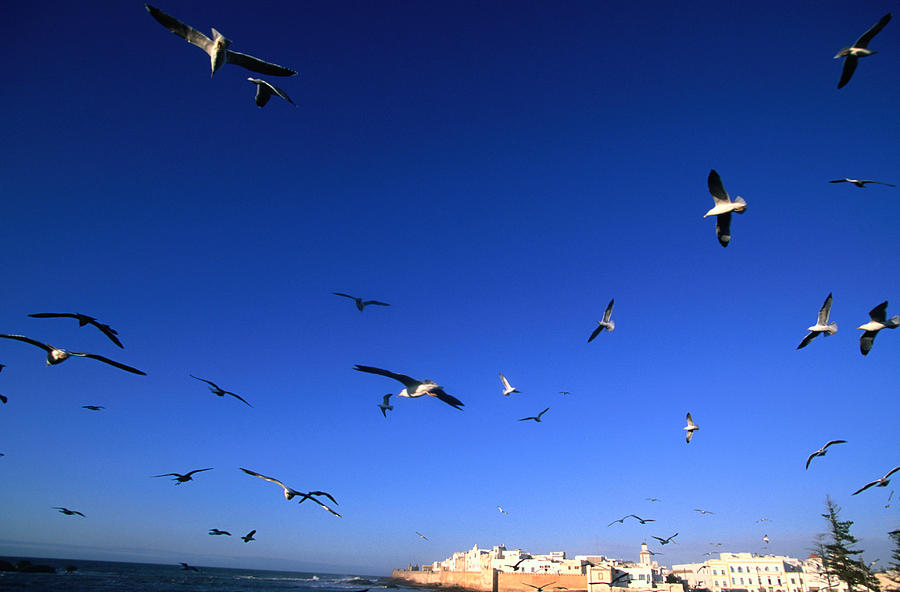 Seagulls Fly Above The Harbour With Photograph by John Elk