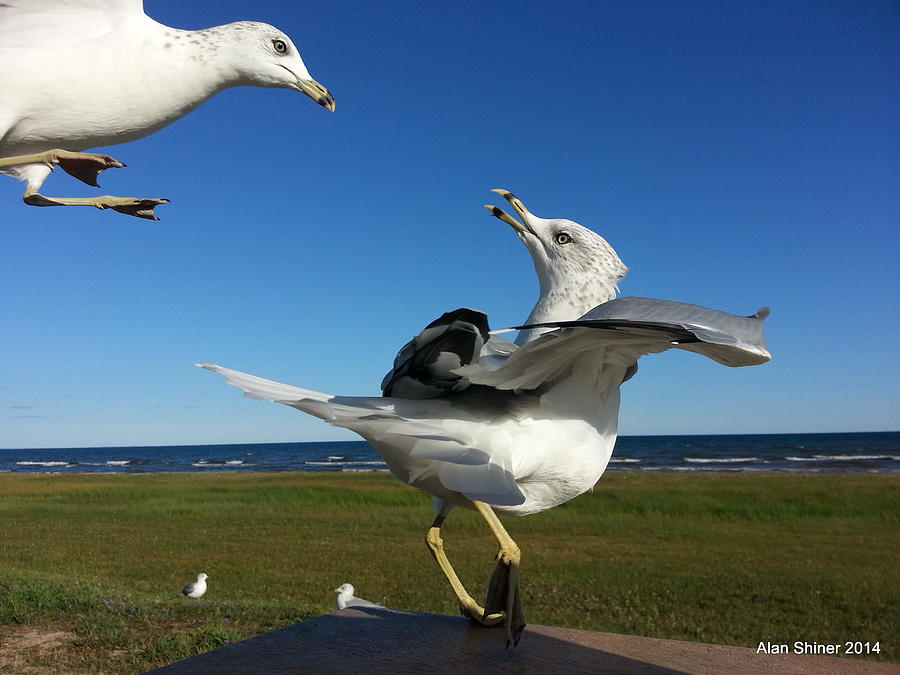 Seagull Attack Photograph by Alan Shiner