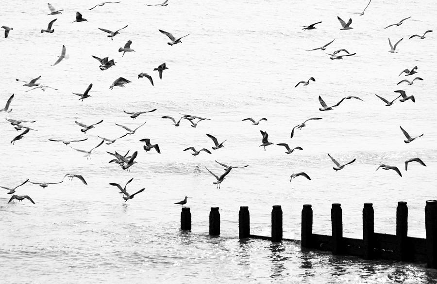Seagulls flying Photograph by Dutourdumonde Photography