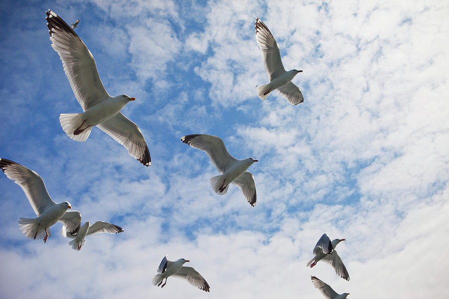 Seagulls Flying Off North Beach By Huw Jones