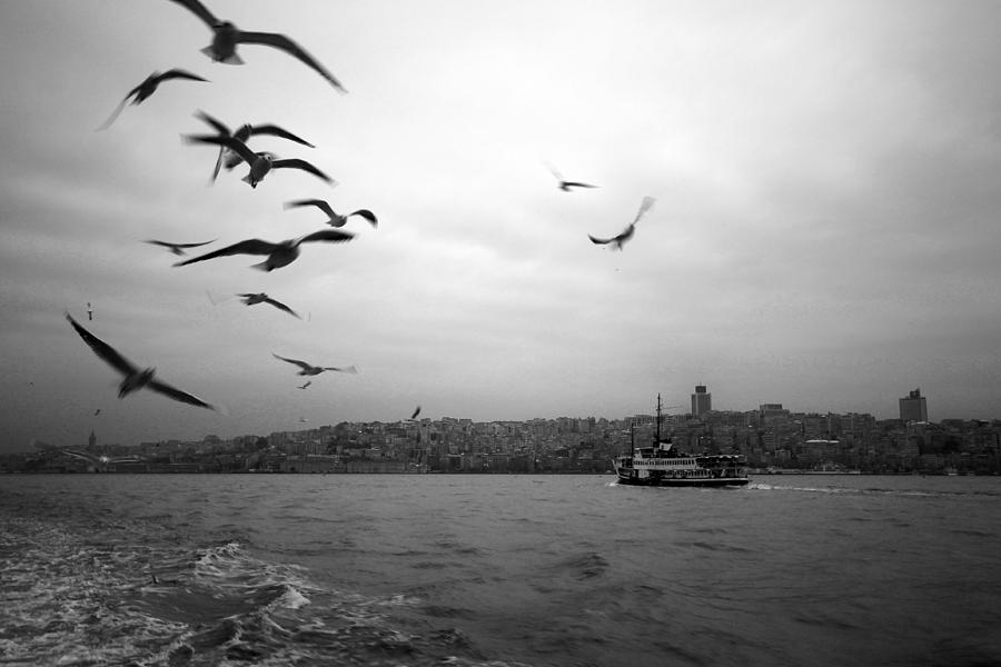 Seagull Photograph - Seagulls Flying by Ugur Ugurlu