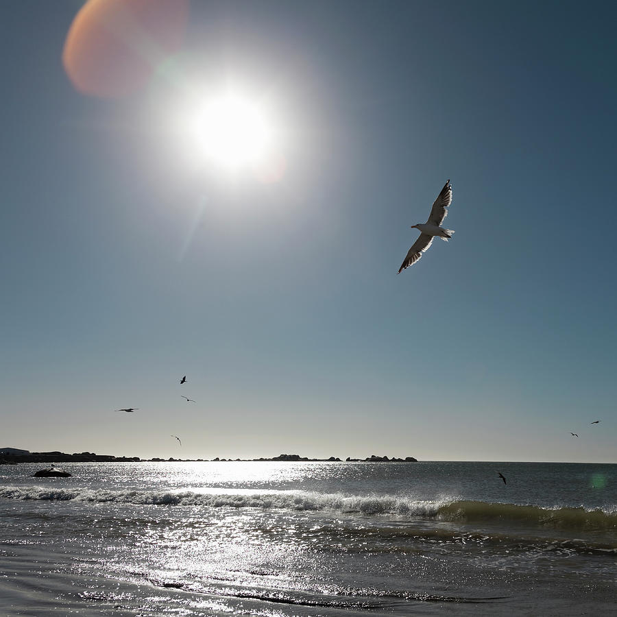 Seagulls Flying, Western Cape, South Photograph by Kathrin Ziegler