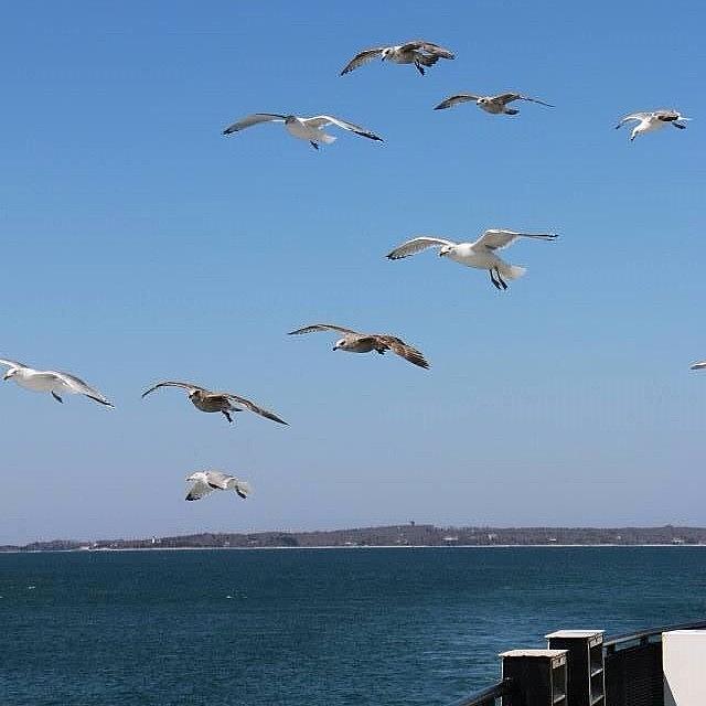 Seagulls Following The Mv Ferry Photograph by Martha Perry Morrissette