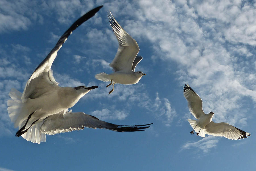 Seagulls Photograph by Geraldine Alexander