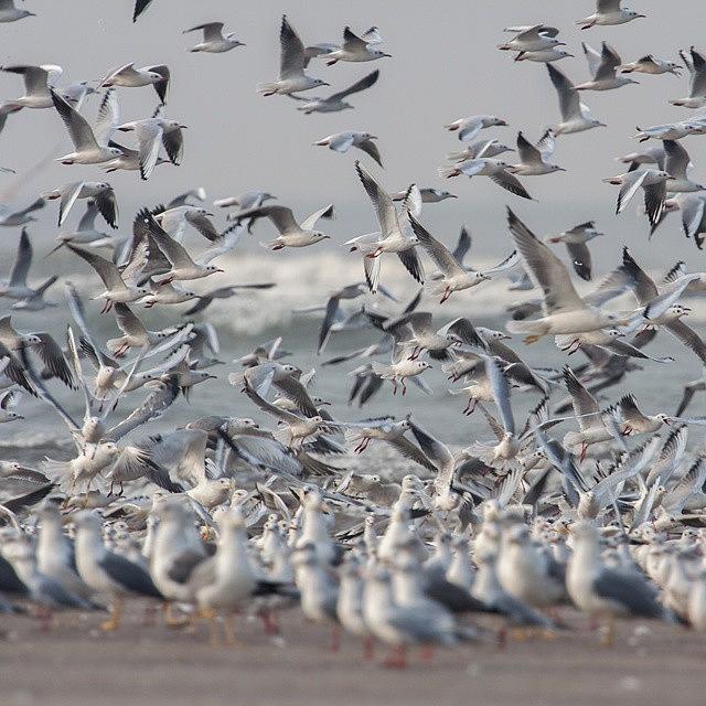 Bird Photograph - Seagulls by Hitendra SINKAR