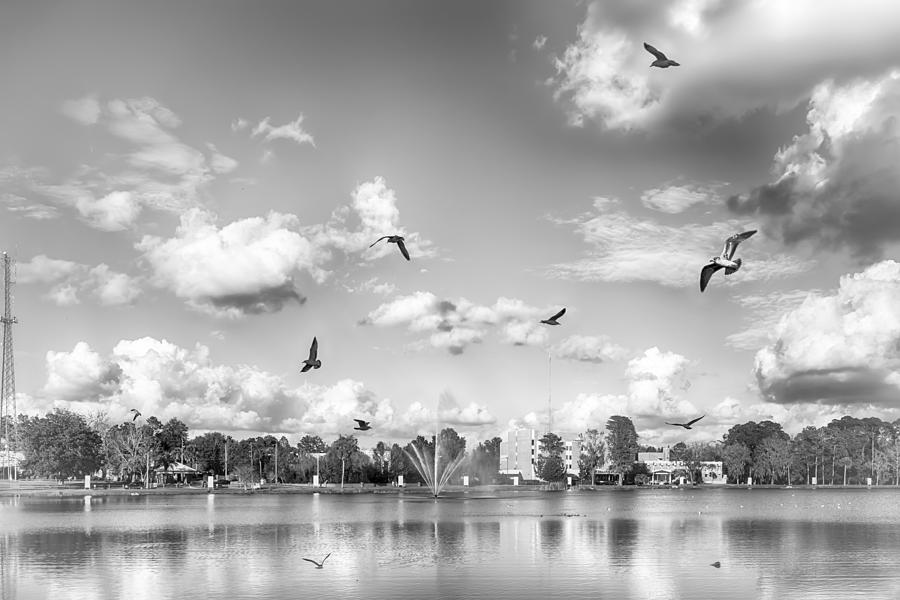 Seagulls Photograph by Howard Salmon