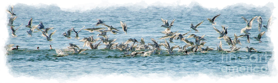Seagulls in a feeding fenzy Photograph by Dan Friend