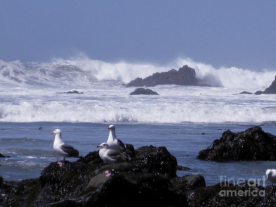 Seagulls in Big Sur Photograph by Theresa Ramos-DuVon