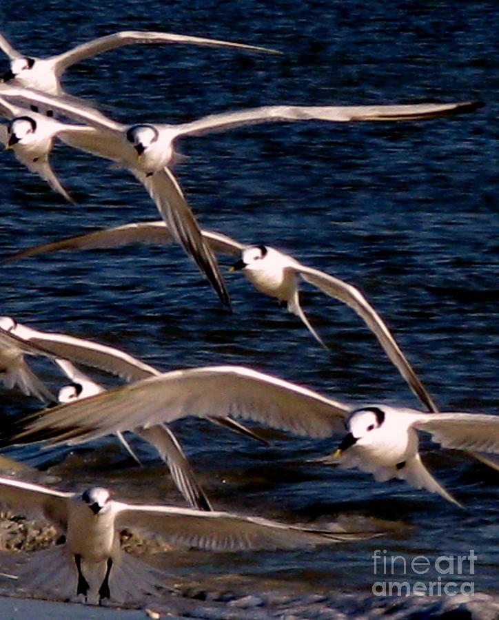 Seagulls in Flight 2 Photograph by Patricia Januszkiewicz