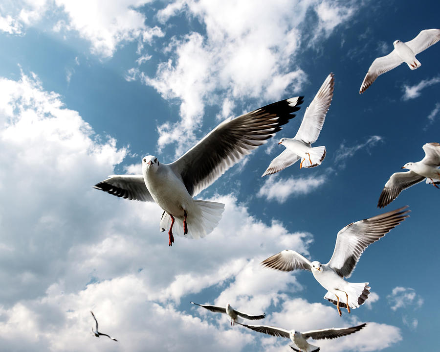 Seagulls In Flight At Inle Lake Photograph by Martin Puddy