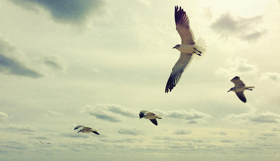 Seagulls In Flight Photograph