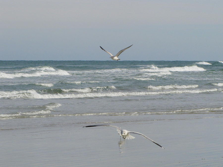 Seagulls in Flight New Smyrna Beach Photograph by RobLew Photography