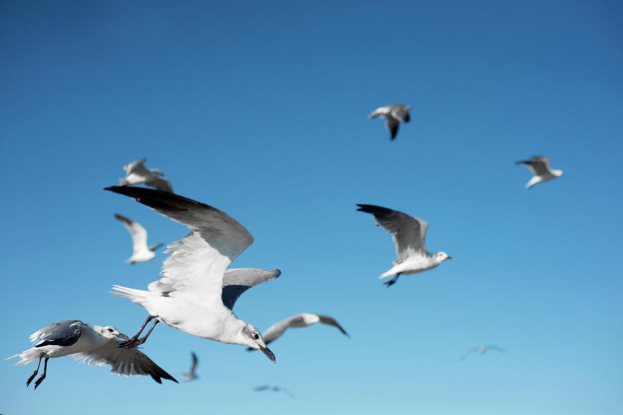 Seagulls In Flight Photograph by Olga Melhiser Photography