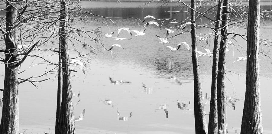 Seagulls In Flight With Reflection And Trees Photograph