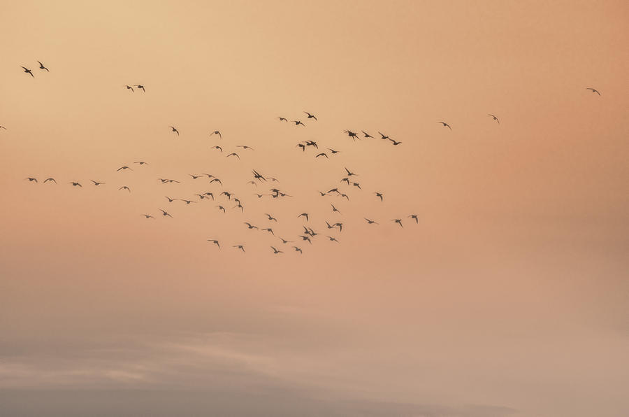 Seagulls in the Mist Photograph by Beth Venner