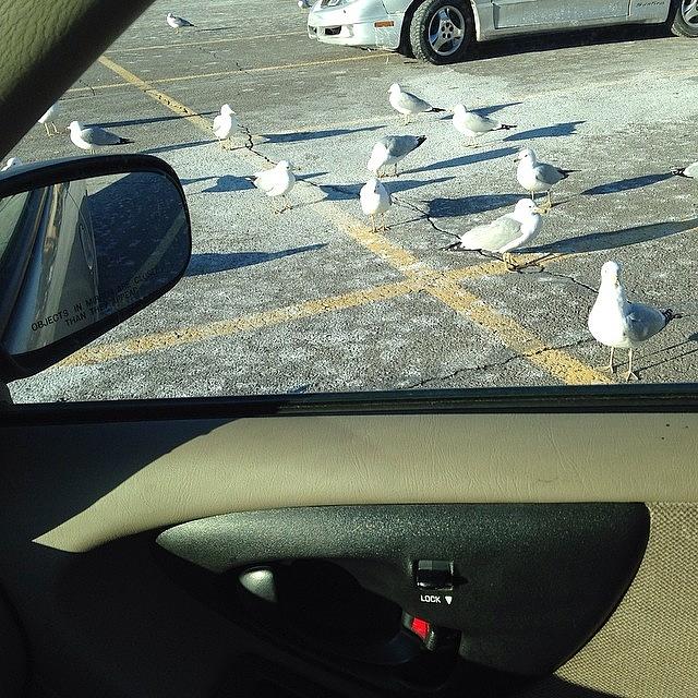 Seagulls In The Walmart Parking Lot In Photograph by Virginia Anne Kohar