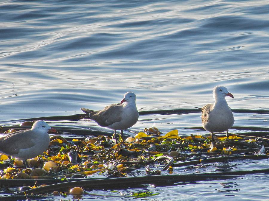 Seagulls in Victoria BC Photograph by Natalie Rotman Cote
