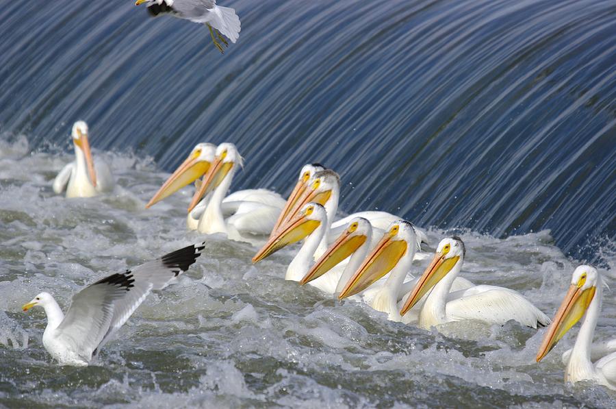 Bird Photograph - Seagulls Intrude Upon The Pelican Social Gathering by Jeff Swan