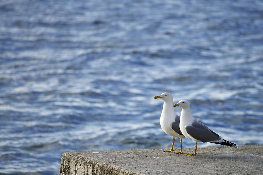 Seagulls Photograph by Ivan Slosar