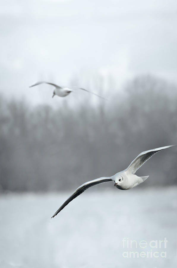 Seagulls Photograph by Jelena Jovanovic