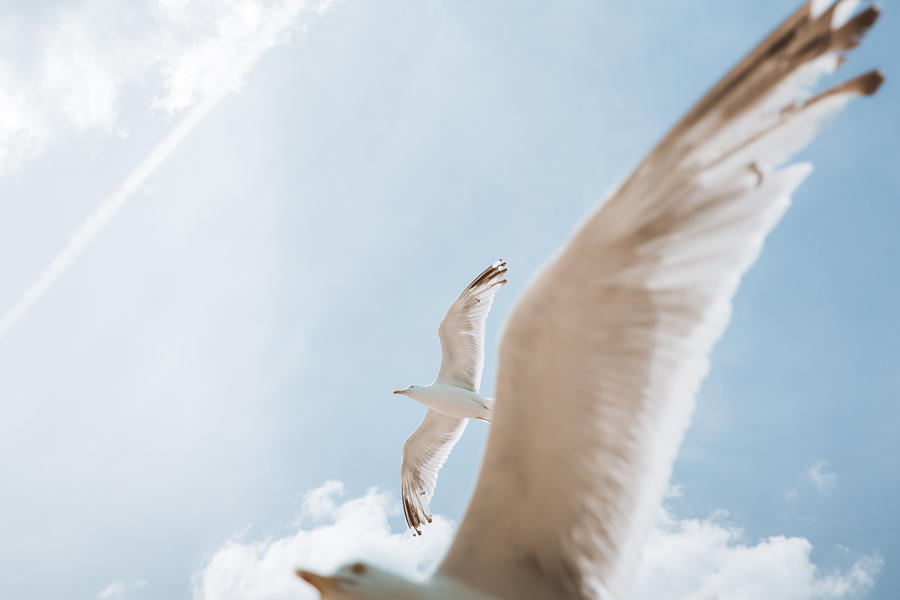 Seagulls Photograph by Jena Ardell