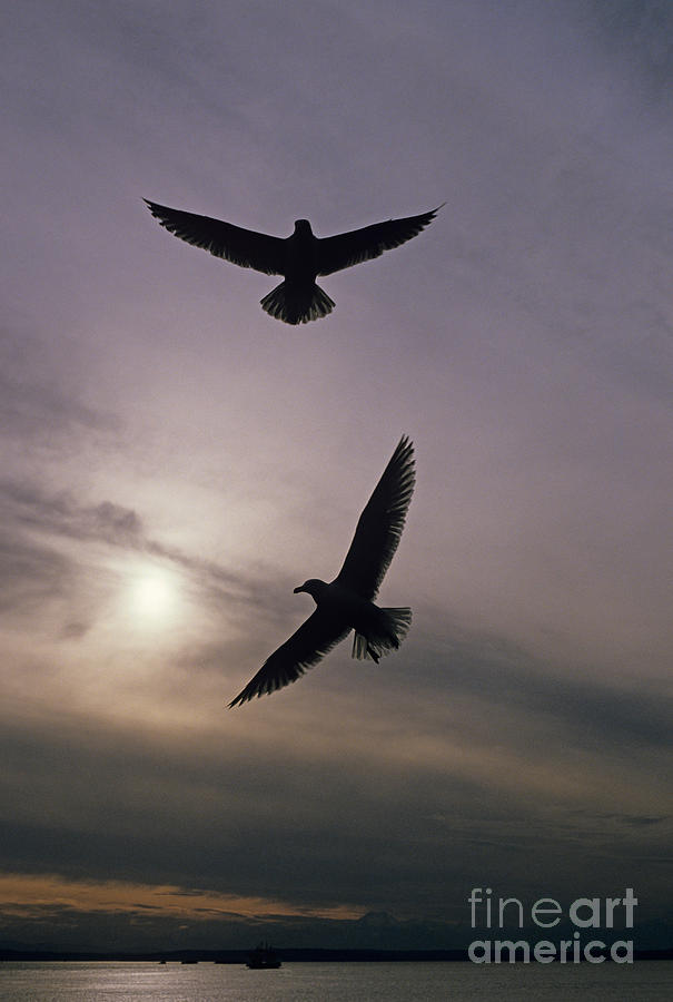 Seagulls Photograph by Jim Corwin