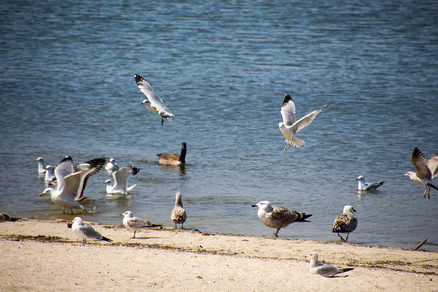 Seagulls Long Island NY Photograph by Susan Jensen