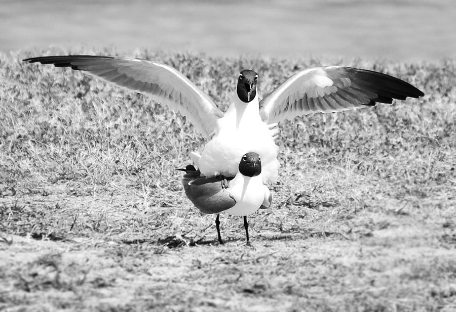 Seagull Photograph - Seagulls Mating Black and White Birds by Rebecca Brittain