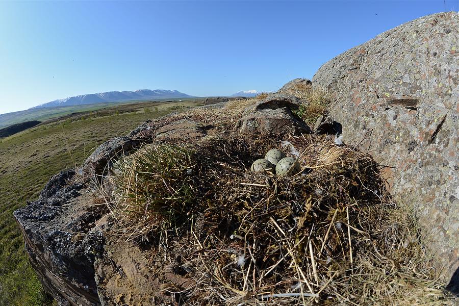 seagull nest