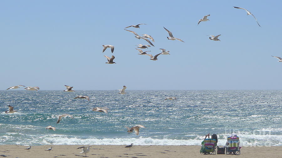 Seagulls Photograph by Nora Boghossian