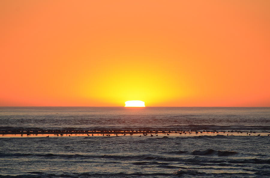 Seagulls on a Sandbar at Sunrise Photograph by Bill Cannon