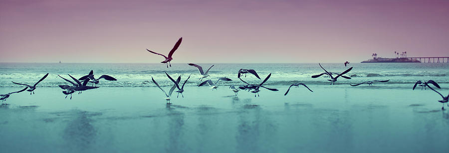 Nature Photograph - Seagulls On Beach Along The California by Brandon Huttenlocher