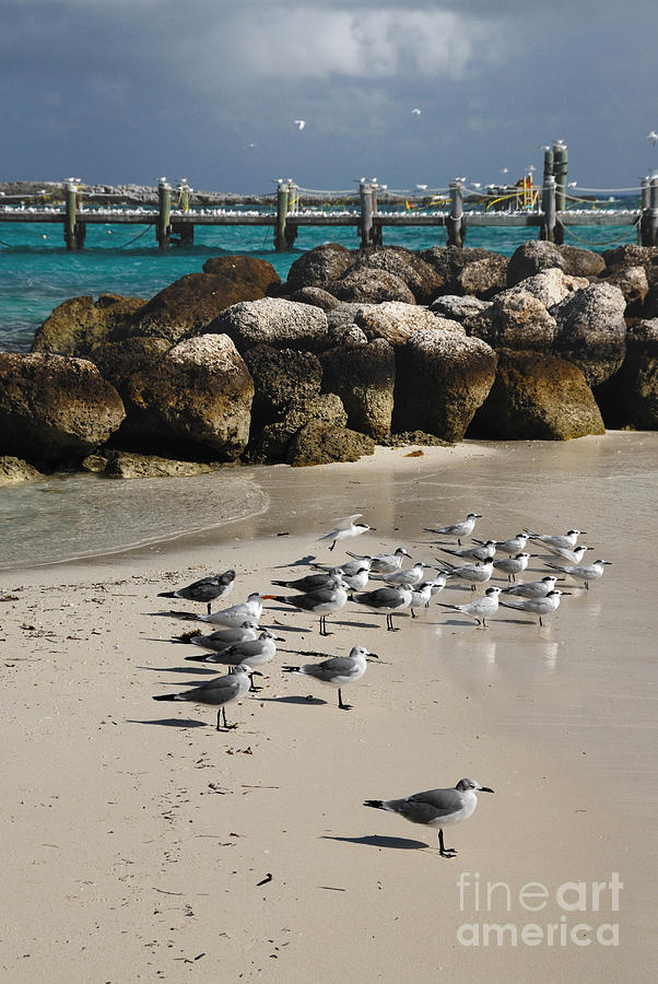 Bird Photograph - Seagulls on CoCo Cay Bahamas by Amy Cicconi