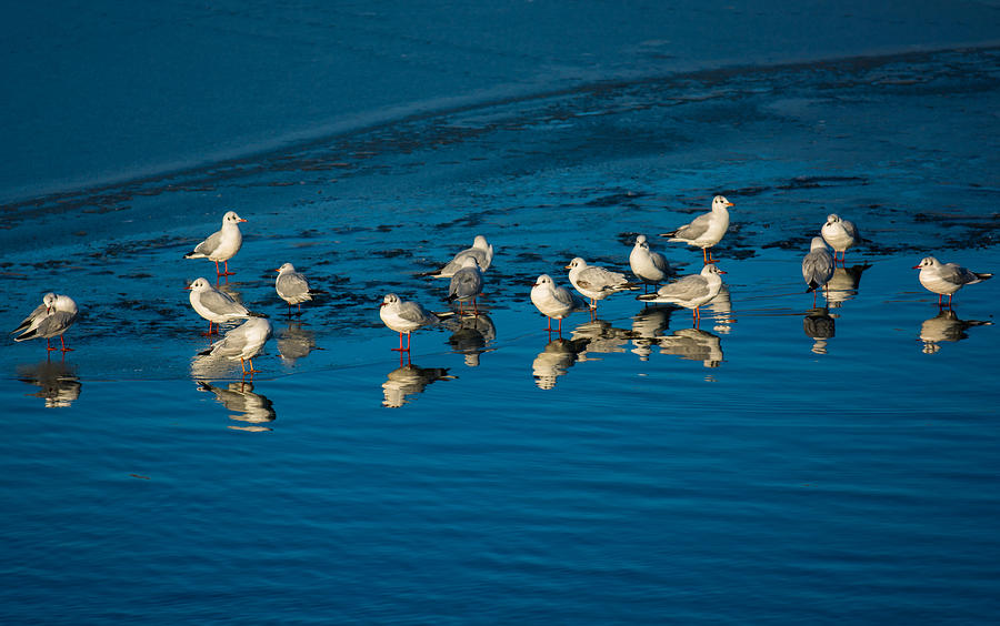 Seagulls On Frozen Lake Photograph by Andreas Berthold
