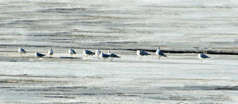 Seagulls On Ice Photograph by Barbara S Nickerson