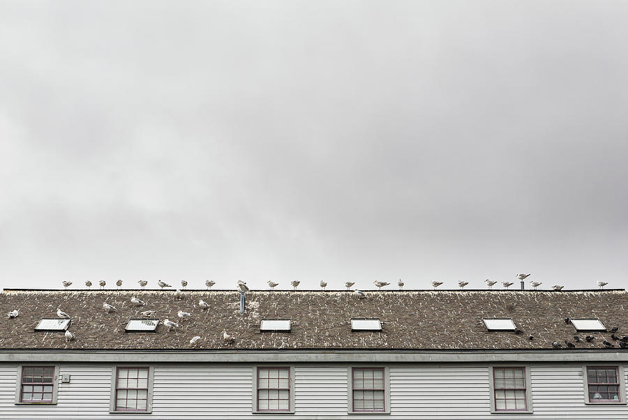 Wildlife Photograph - Seagulls On Roof On Portland Harbor by Melissa Roldan
