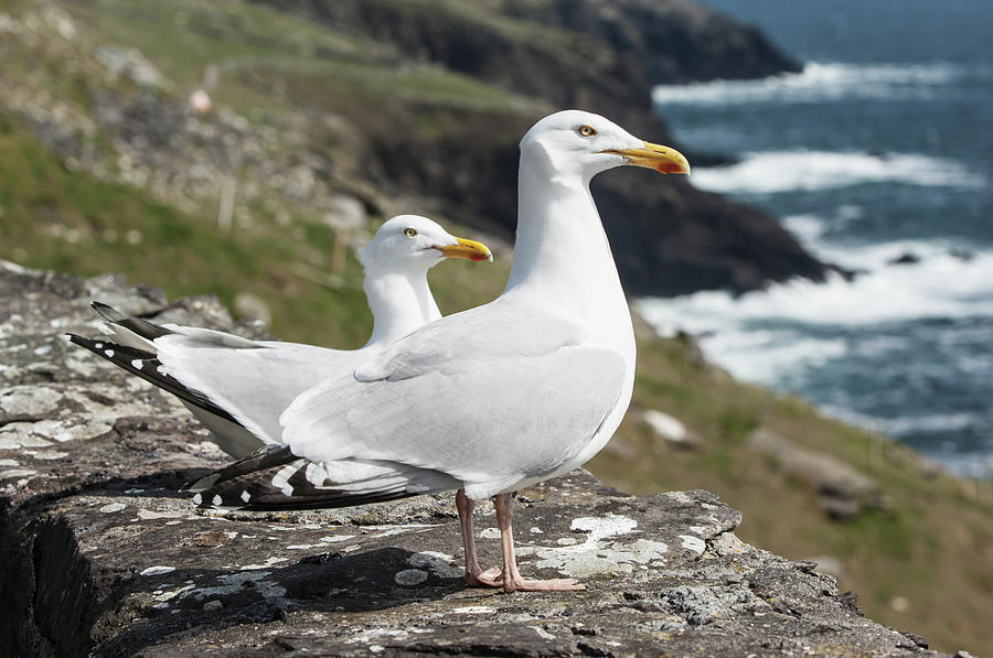 Seagulls On Slea Head Photograph by James Sparshatt / Design Pics